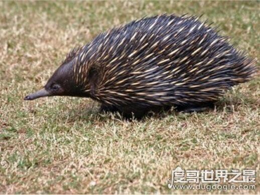 世界上最厉害的老鼠，吃猫鼠竟专门吃猫(其实根本就不存在)