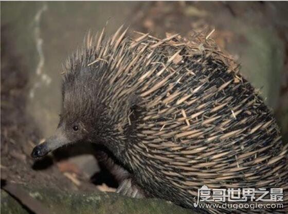世界上最厉害的老鼠，吃猫鼠竟专门吃猫(其实根本就不存在)