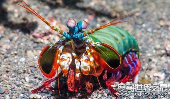 绿虾蛄就是雀尾螳螂虾，杀伤力巨大不能用手直接碰