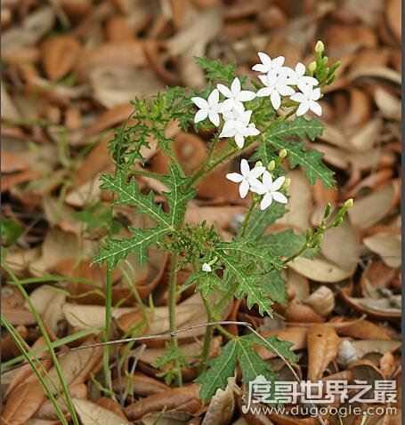 世界十大危险植物,坏女人花汁液能对眼睛造成长期损伤