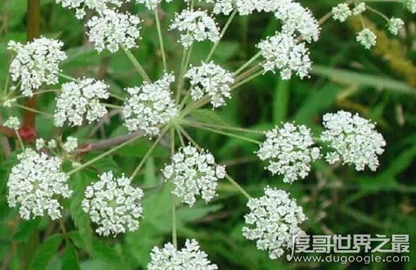 世界十大危险植物，坏女人花汁液能对眼睛造成长期损伤