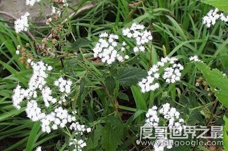 世界十大危险植物,坏女人花汁液能对眼睛造成长期损伤