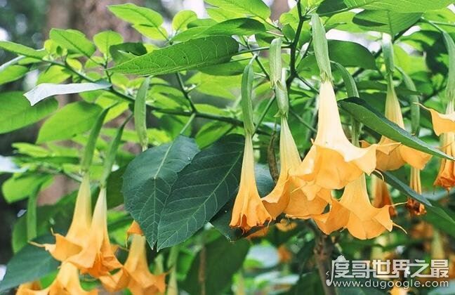 世界十大危险植物，坏女人花汁液能对眼睛造成长期损伤