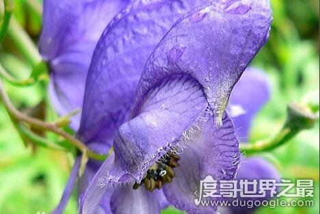 世界十大危险植物，坏女人花汁液能对眼睛造成长期损伤