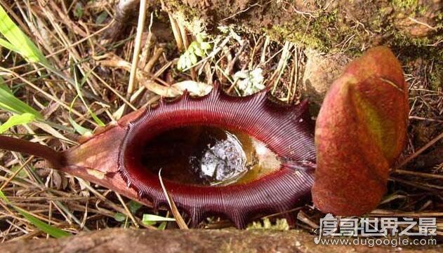 世界十大危险植物,坏女人花汁液能对眼睛造成长期损伤