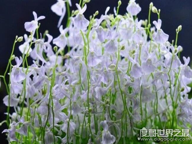 世界十大危险植物，坏女人花汁液能对眼睛造成长期损伤