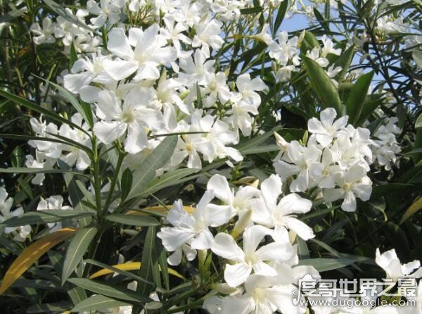 世界十大危险植物，坏女人花汁液能对眼睛造成长期损伤