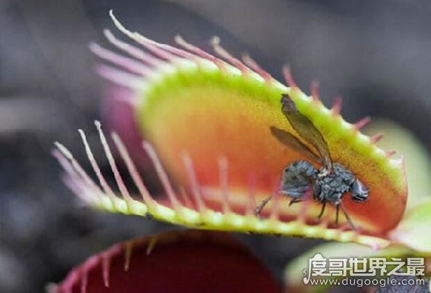 世界十大危险植物,坏女人花汁液能对眼睛造成长期损伤
