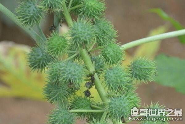 世界十大危险植物，坏女人花汁液能对眼睛造成长期损伤