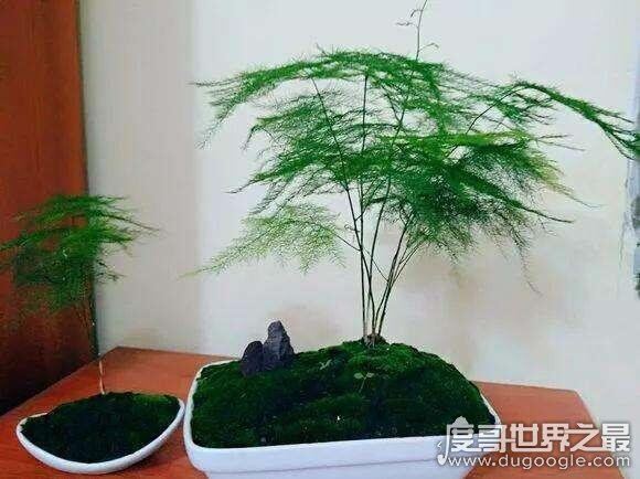 为什么家里不能养文竹,无毒无害可放心养殖(风水说法)