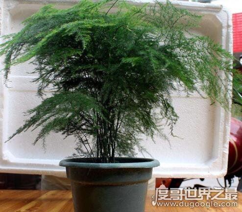 为什么家里不能养文竹，无毒无害可放心养殖(风水说法)