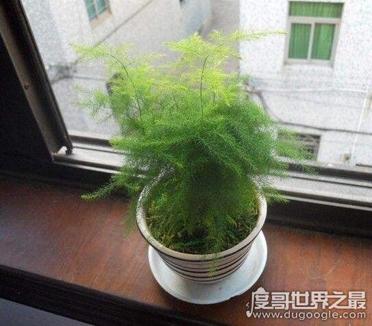 为什么家里不能养文竹，无毒无害可放心养殖(风水说法)