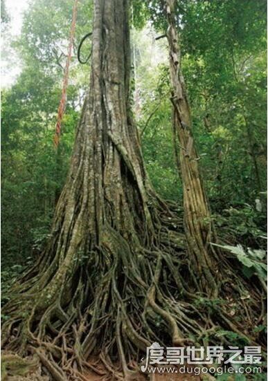 世界上最可怕的植物，真正吃人的奠柏被奉为神树