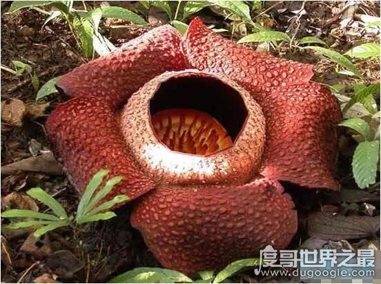 世界上最可怕的植物，真正吃人的奠柏被奉为神树