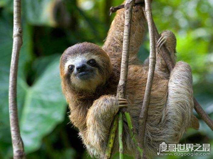树懒为什么会拉人下水，树懒被当成水鬼拉人下水是谣言