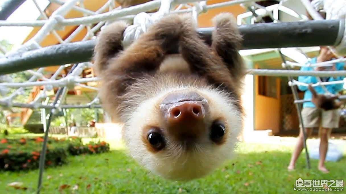 树懒为什么会拉人下水，树懒被当成水鬼拉人下水是谣言