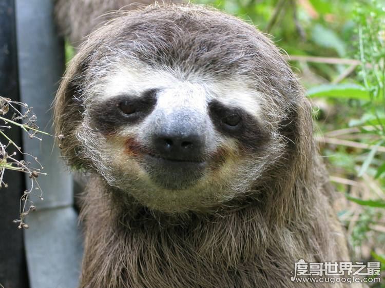 树懒为什么会拉人下水，树懒被当成水鬼拉人下水是谣言