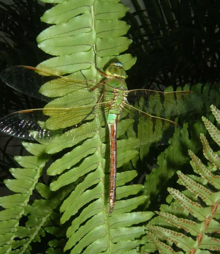 对人类有益的动物有哪些，较为常见（有食用价值）