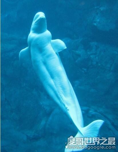 揭秘儒艮为什么叫美人鱼，儒艮图片欣赏(美人鱼真的存在)