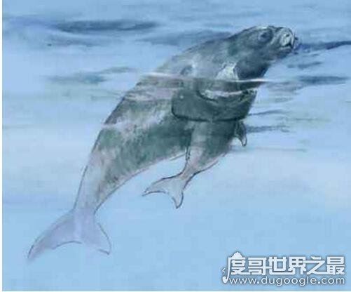 揭秘儒艮为什么叫美人鱼，儒艮图片欣赏(美人鱼真的存在)