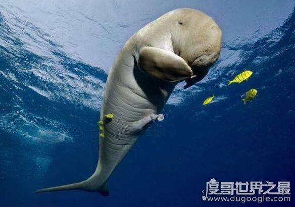 揭秘儒艮为什么叫美人鱼，儒艮图片欣赏(美人鱼真的存在)