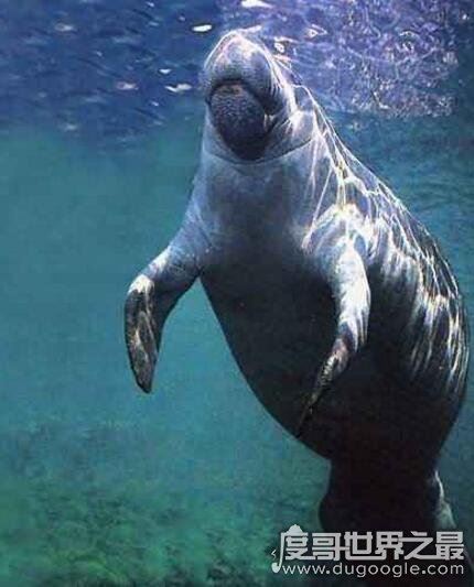 揭秘儒艮为什么叫美人鱼，儒艮图片欣赏(美人鱼真的存在)