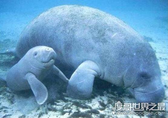 揭秘儒艮为什么叫美人鱼,儒艮图片欣赏(美人鱼真的存在)