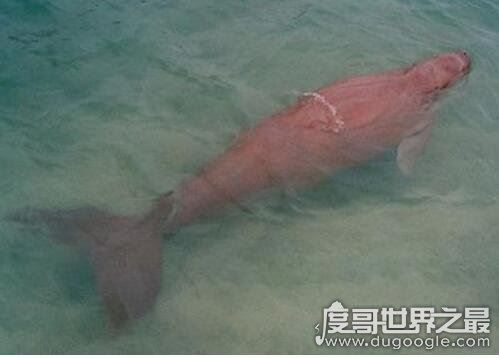 揭秘儒艮为什么叫美人鱼，儒艮图片欣赏(美人鱼真的存在)