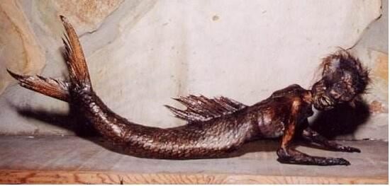 揭秘儒艮为什么叫美人鱼，儒艮图片欣赏(美人鱼真的存在)