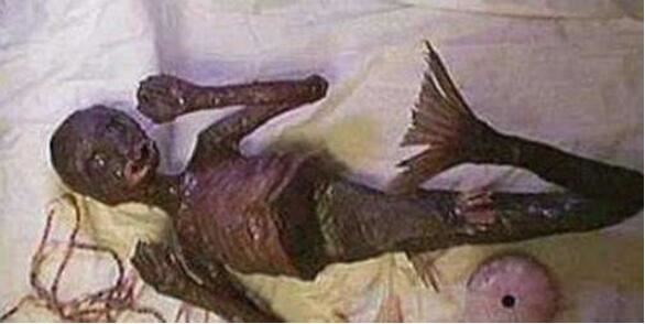 揭秘儒艮为什么叫美人鱼，儒艮图片欣赏(美人鱼真的存在)