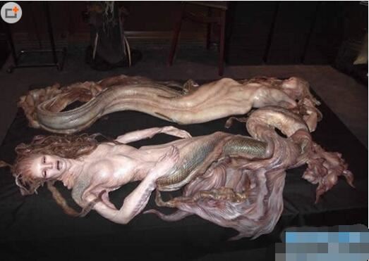 揭秘儒艮为什么叫美人鱼，儒艮图片欣赏(美人鱼真的存在)