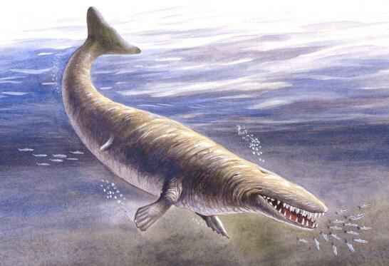 海洋中最原始的鲸，5000万年前原鲸长有脚趾