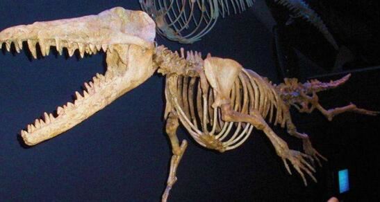 海洋中最原始的鲸，5000万年前原鲸长有脚趾