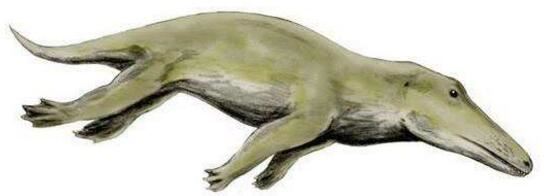 海洋中最原始的鲸，5000万年前原鲸长有脚趾