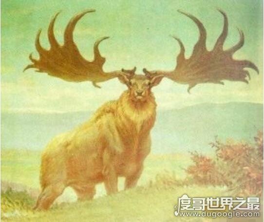 地球史上最大的鹿，爱尔兰大鹿肩高2.1米(有着爱尔兰麋鹿之称)