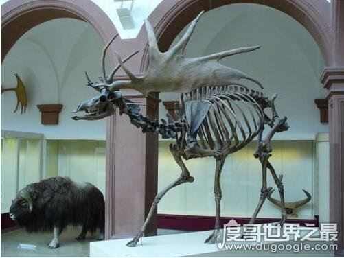 地球史上最大的鹿，爱尔兰大鹿肩高2.1米(有着爱尔兰麋鹿之称)