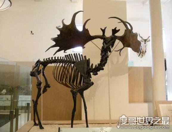 地球史上最大的鹿，爱尔兰大鹿肩高2.1米(有着爱尔兰麋鹿之称)
