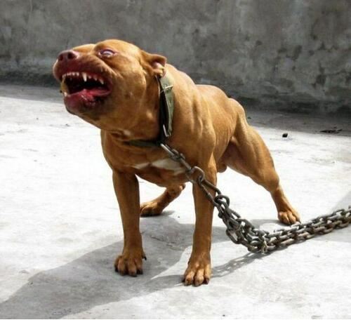 世界上最凶猛的狗排行,比特犬第一(打起架来不怕疼的存在)