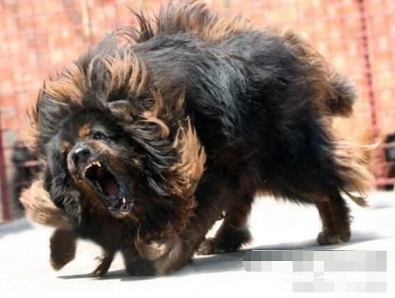 世界上最凶猛的狗排行,比特犬第一(打起架来不怕疼的存在)