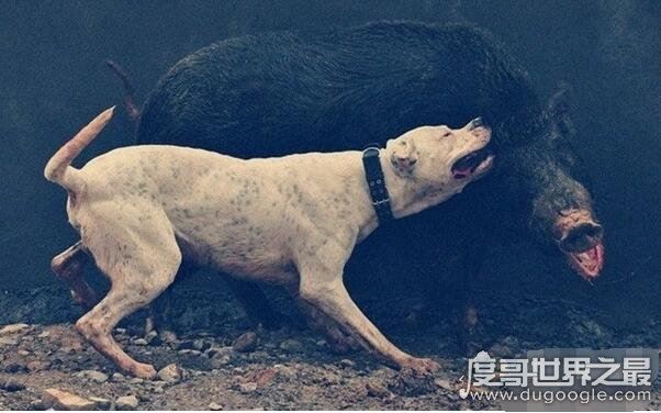 世界上最凶猛的狗排行,比特犬第一(打起架来不怕疼的存在)