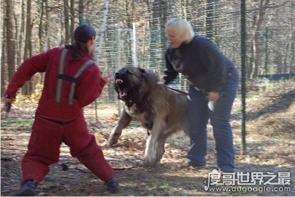 世界上最凶猛的狗排行，比特犬第一(打起架来不怕疼的存在)