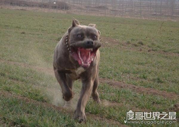 世界上最凶猛的狗排行，比特犬第一(打起架来不怕疼的存在)