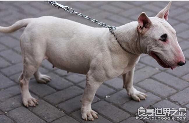 世界上最凶猛的狗排行,比特犬第一(打起架来不怕疼的存在)