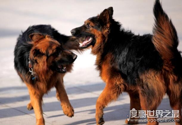 世界上最凶猛的狗排行，比特犬第一(打起架来不怕疼的存在)