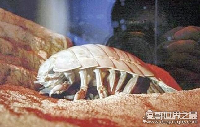 绝食时间最长的动物，大王具足虫(5年43天不吃不喝而死)