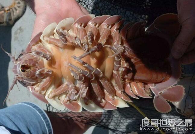绝食时间最长的动物，大王具足虫(5年43天不吃不喝而死)