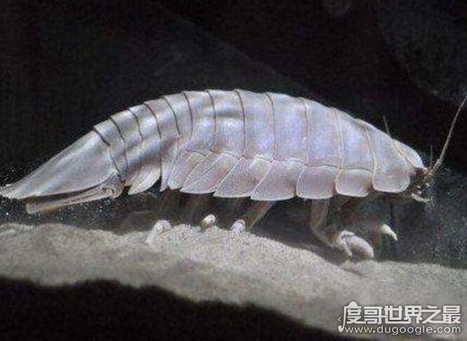 绝食时间最长的动物，大王具足虫(5年43天不吃不喝而死)