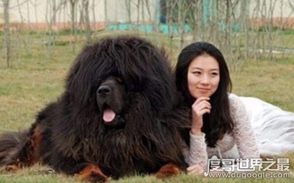 世界上最高的藏獒,藏獒王站立高达1.8米(凶猛忠诚)