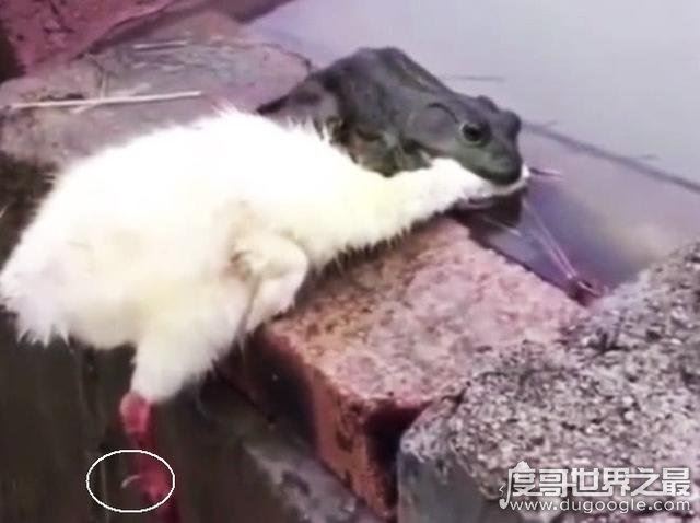 癞蛤嫫吃天鹅照片,网友用来表白女友(屡试不爽)