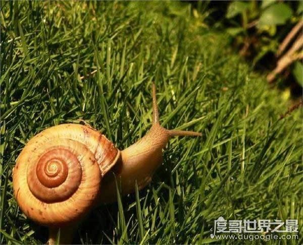 世界上牙齿最多的动物，蜗牛(牙齿全在舌头上共有26000多颗)